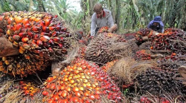 Harga CPO Menguat di Tengah Tekanan Permintaan India Melemah