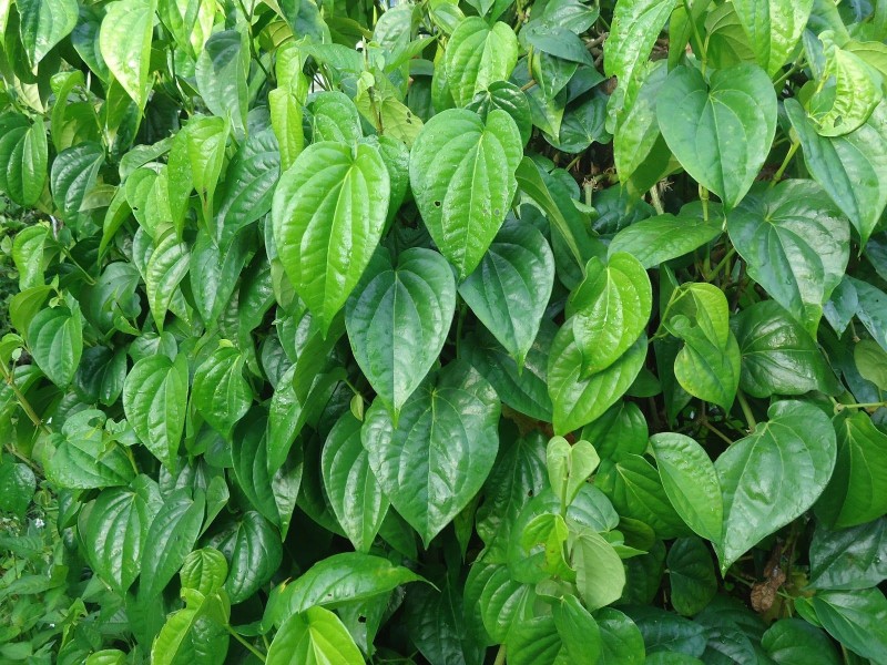 5 Tanaman Herbal Alami Untuk Menjaga Kesehatan Mata Tetap Optimal