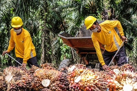 Astra Agro Lestari Genjot Inovasi dan Teknologi Hadapi Tantangan Industri Sawit, Fokus pada Keberlanjutan hingga 2030