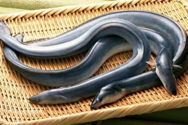 Kandungan Omega Tertinggi Sidat Asal Indonesia Unggul