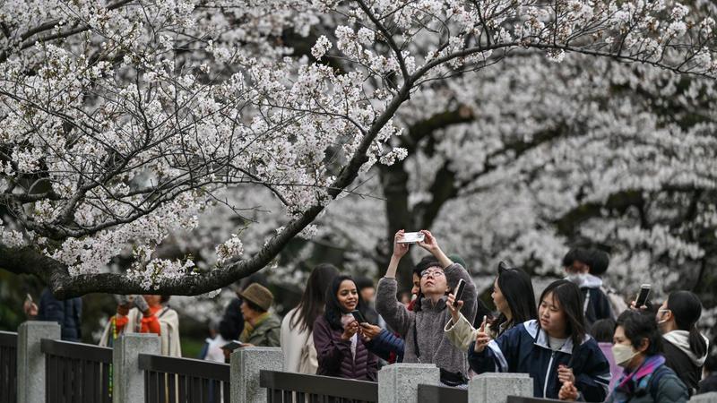 Festival Sakura Fuji Dibatalkan Akibat Overtourism, Ini Pilihan Wisata Alternatif Musim Semi