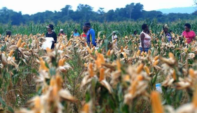 Pemerintah Genjot Food Estate Wanam untuk Swasembada Pangan