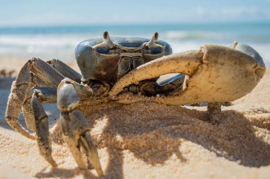 Apa Itu Crab Mentality, Penyebab, Ciri, hingga Dampaknya