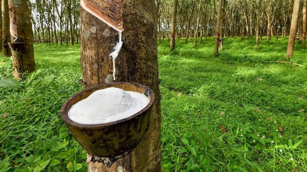 Harga Karet Terus Menguat, Mendorong Optimisme di Industri Karet