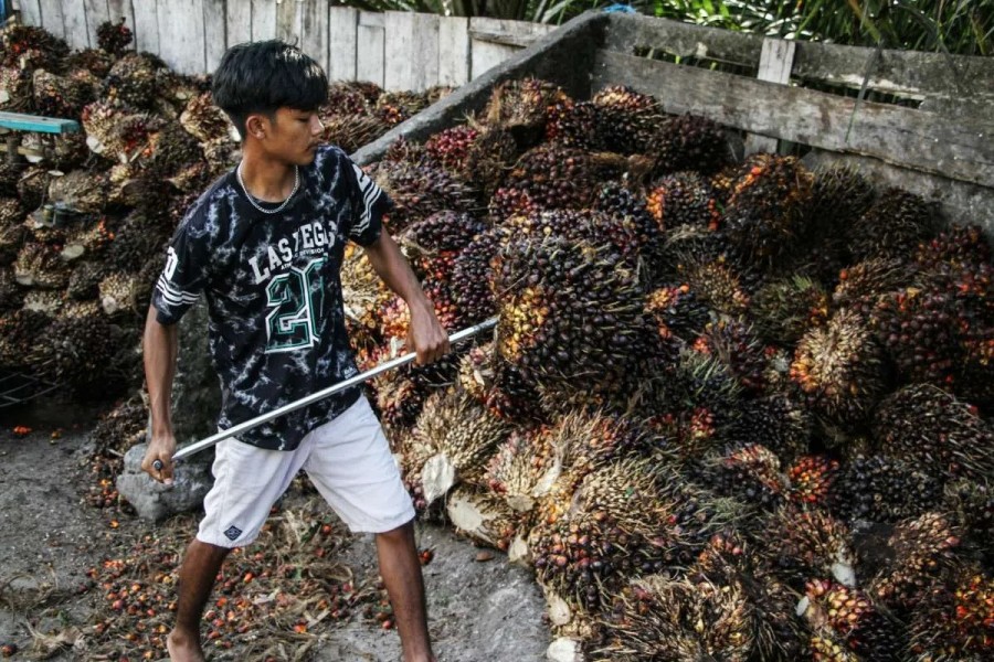 Optimisme Industri Sawit Dorong SSMS Targetkan Pertumbuhan Kinerja Positif Tahun 2026