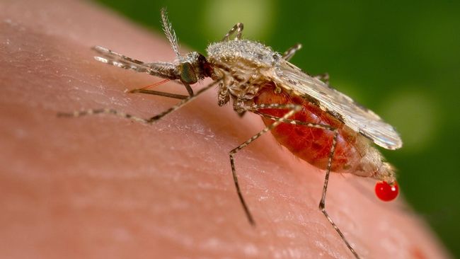 Kemenkes Fokus Eliminasi Malaria di Papua, 93 Persen Kasus Nasional Berasal dari Wilayah Ini