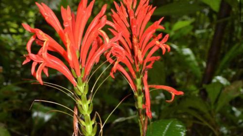 Anggrek Ulat Indonesia Masuk Daftar Penemuan Tanaman Fenomenal 2025