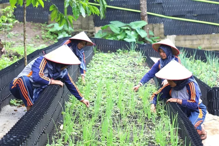Petani Ulubelu Kembangkan Hortikultura Ramah Lingkungan