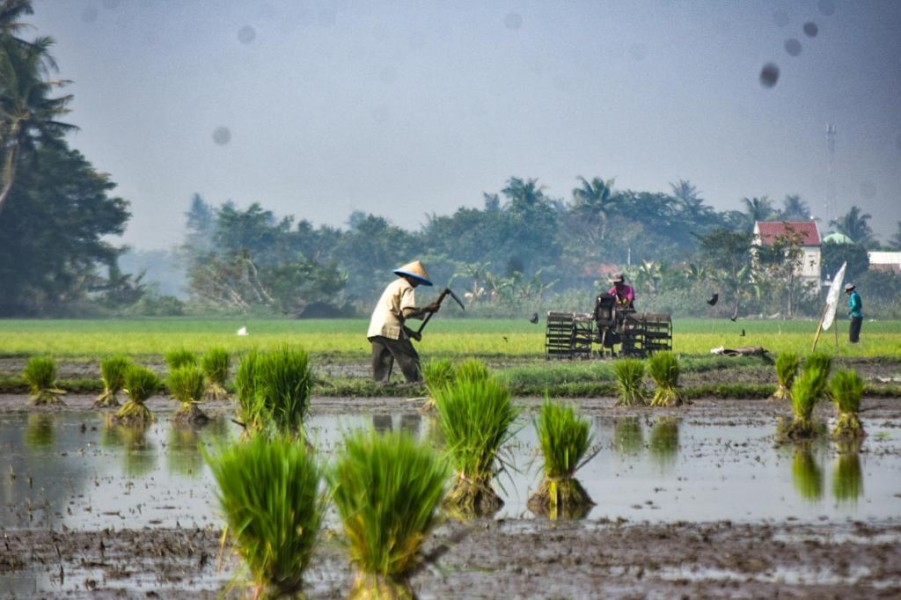 Pemerintah Perkuat Kesejahteraan Petani Demi Swasembada Pangan
