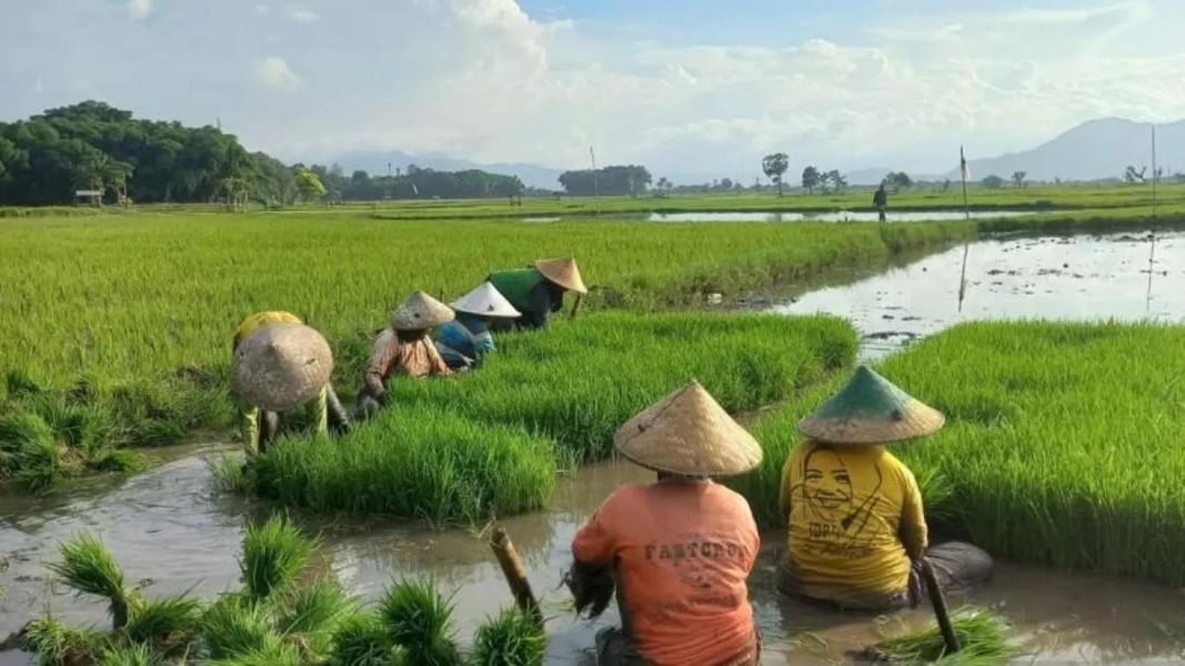 Petani Muda di Sulawesi Selatan Beralih ke Pupuk Organik untuk Hasil Maksimal
