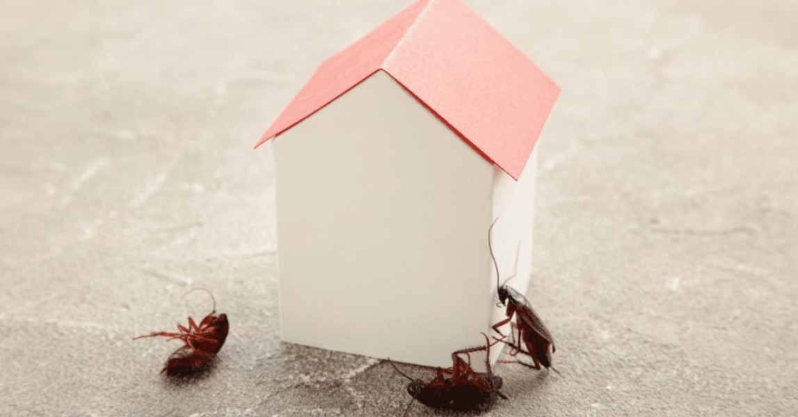 Hindari Kebiasaan Ini Agar Rumah Bebas dari Serangga!