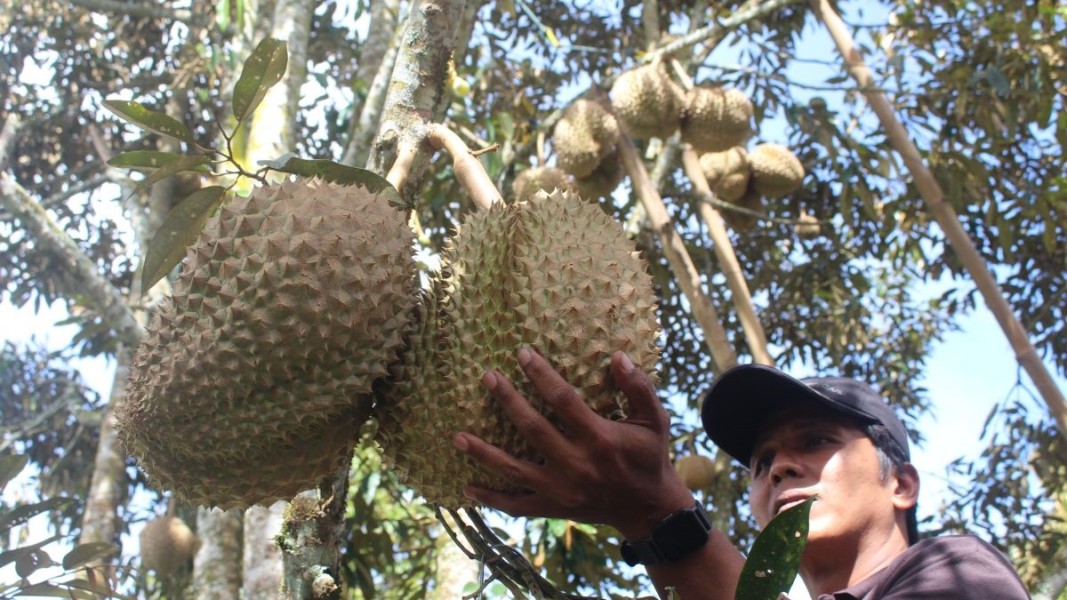 Petani Badui Nikmati Dampak Positif Dari Panen Durian bagi Ekonomi Masyarakat