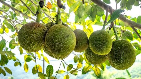 Khasiat Buah Sukun yang Viral, Bisa Cegah Rematik dan Kolesterol Tinggi