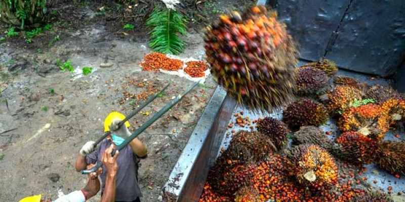 Harga TBS Sawit Sumut Naik, Petani Raup Keuntungan Lebih