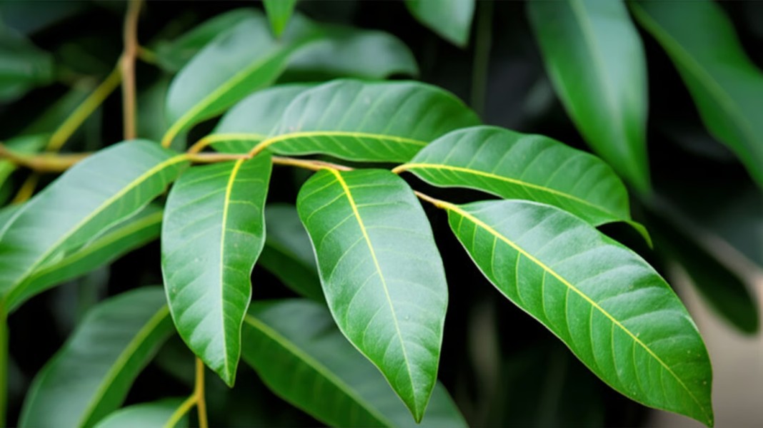 Jarang Diketahui, Ini 7 Manfaat Daun Kelengkeng bagi Jantung dan Daya Tahan Tubuh