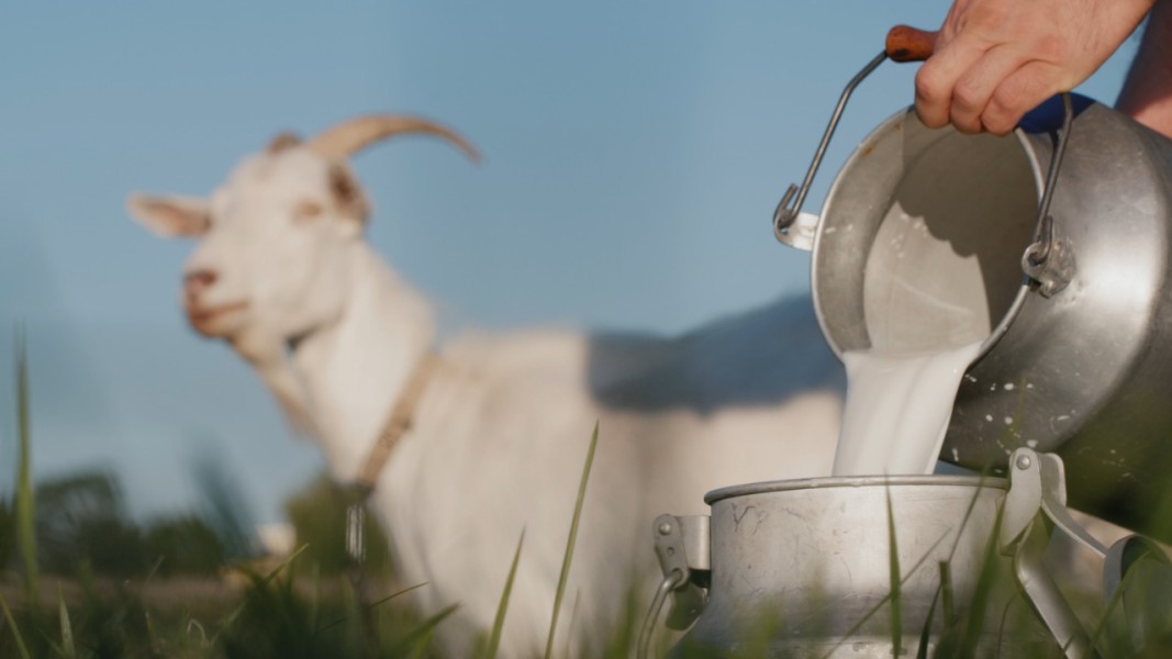 Nikmati Manfaat Susu Kambing untuk Pencernaan, Tulang, dan Jantung Sehat