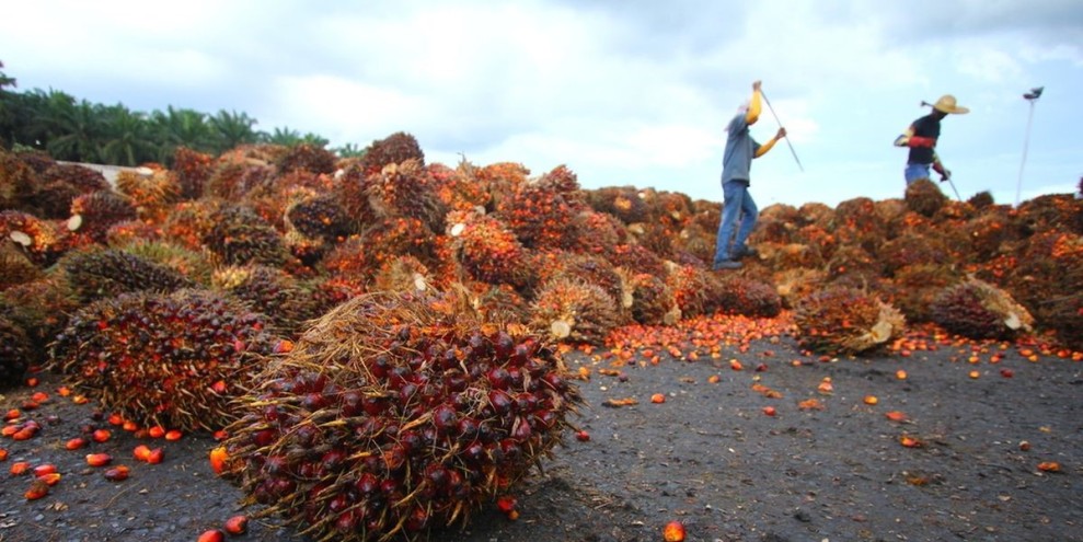 Kebijakan B50 Dorong Kenaikan Harga CPO dan Kesejahteraan Petani