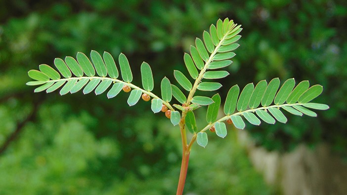 Cara Praktis Mengolah Daun Meniran untuk Pengobatan Tradisional di Rumah