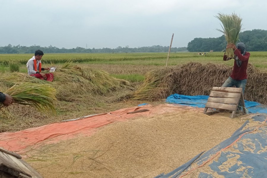 Penyerapan Beras Petani di Ende Capai 1 Ton, Pemerintah Dorong Ketahanan Pangan