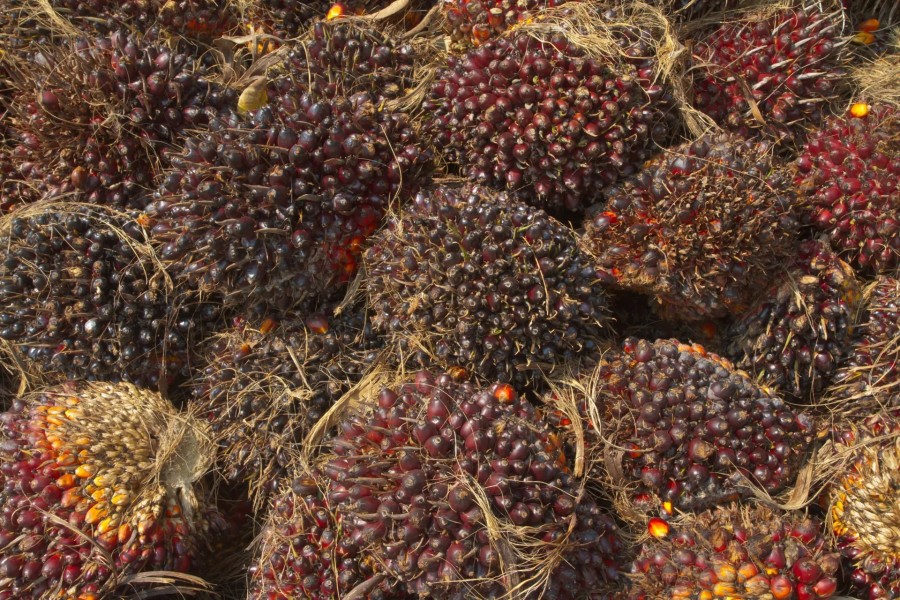 GAPKI Pastikan Industri Sawit Siap Hadapi EUDR dari Uni Eropa