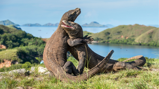 Komodo National Park Destinasi Alam Terindah Indonesia