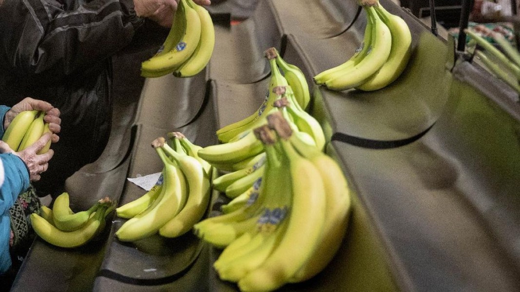Waktu Terbaik Mengonsumsi Pisang untuk Menjaga Stamina Tubuh
