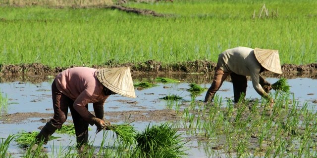 Regulasi Perlindungan Petani Diharap Kurangi Kerugian Petani Indonesia