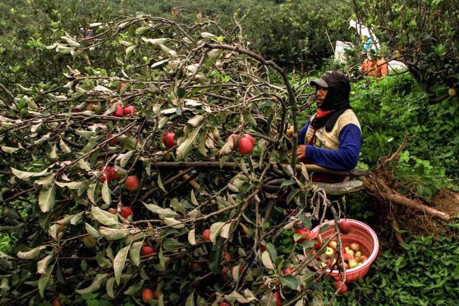 Apel Kota Batu Terancam, Petani Beralih ke Sayuran