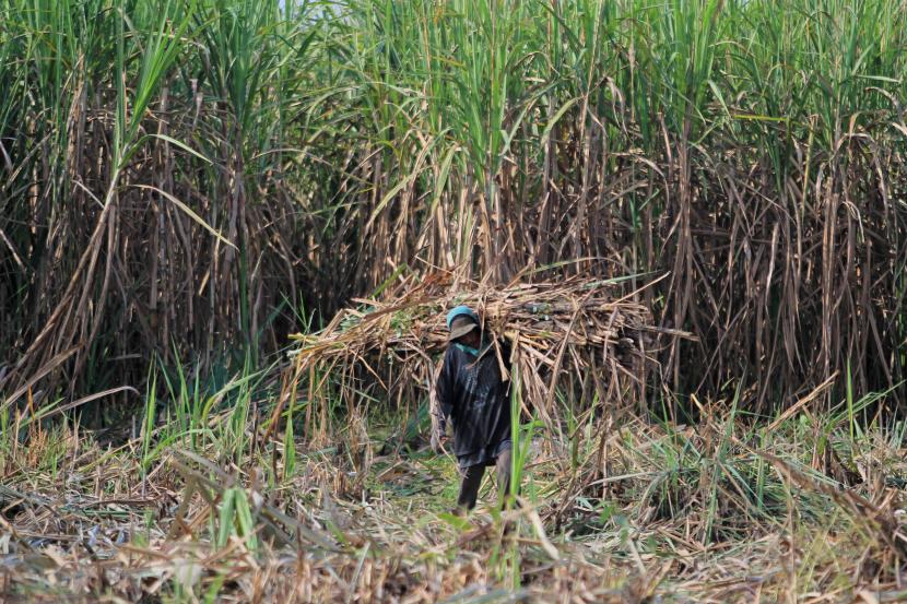 Pemerintah Serius Serap Gula Petani dengan Dana Rp1,5 Triliun