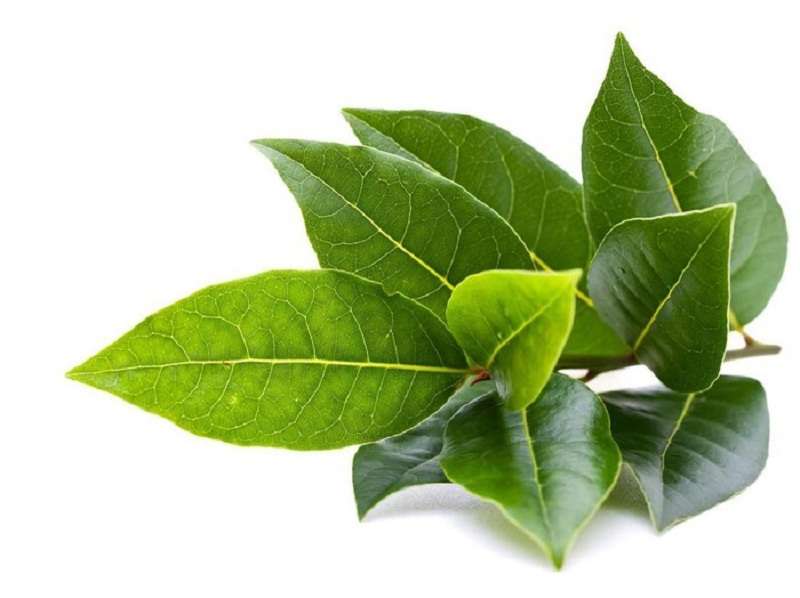 4 Khasiat Mandi Air Daun Salam untuk Kulit Cerah