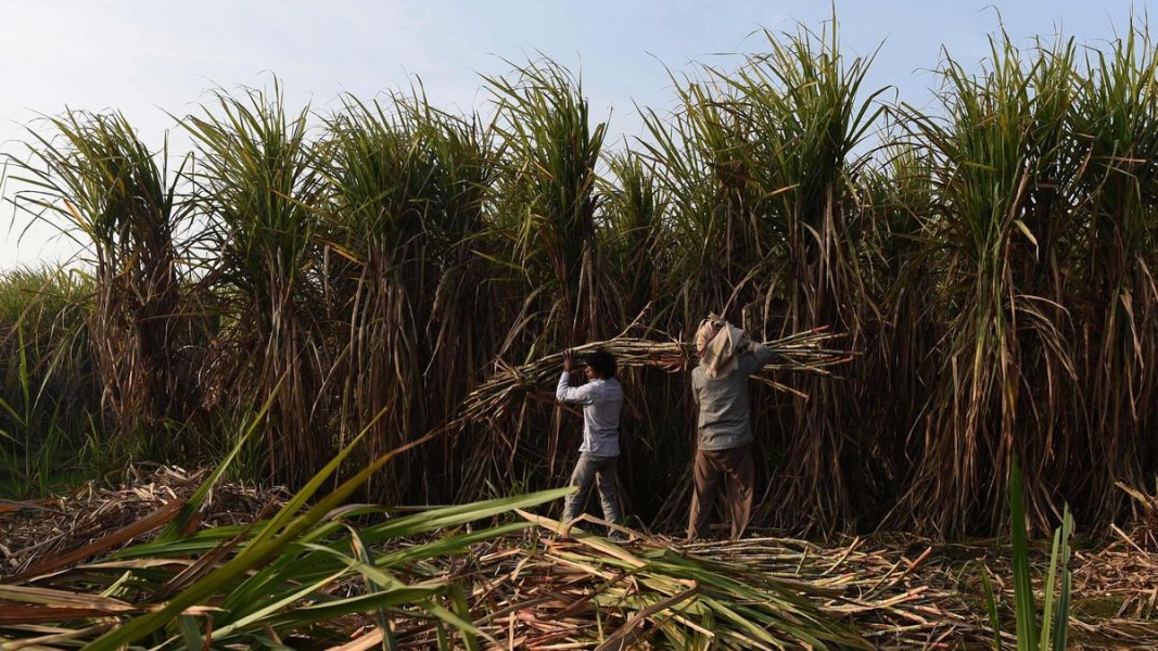 Pemerintah Serap Gula Petani Lumajang, Upaya Tingkatkan Pendapatan Petani Lokal
