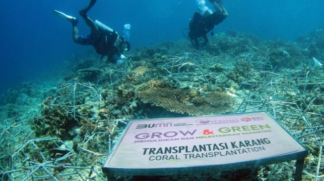 Program BRI Menanam  Grow & Green: Upaya Hijau dalam Melestarikan Ekosistem Laut di Pulau Maratua