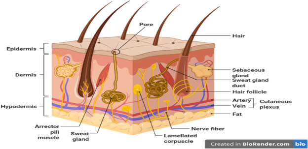 Proses Penuaan Kulit dan Pilihan Treatment Anti Aging Modern