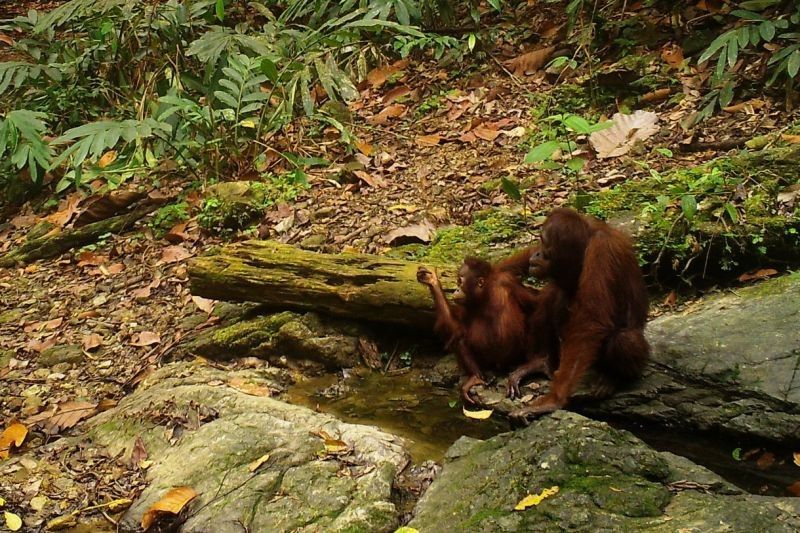 Kerja Sama Indonesia Jepang Perluas Konservasi Orangutan dan Komodo Langka Dunia