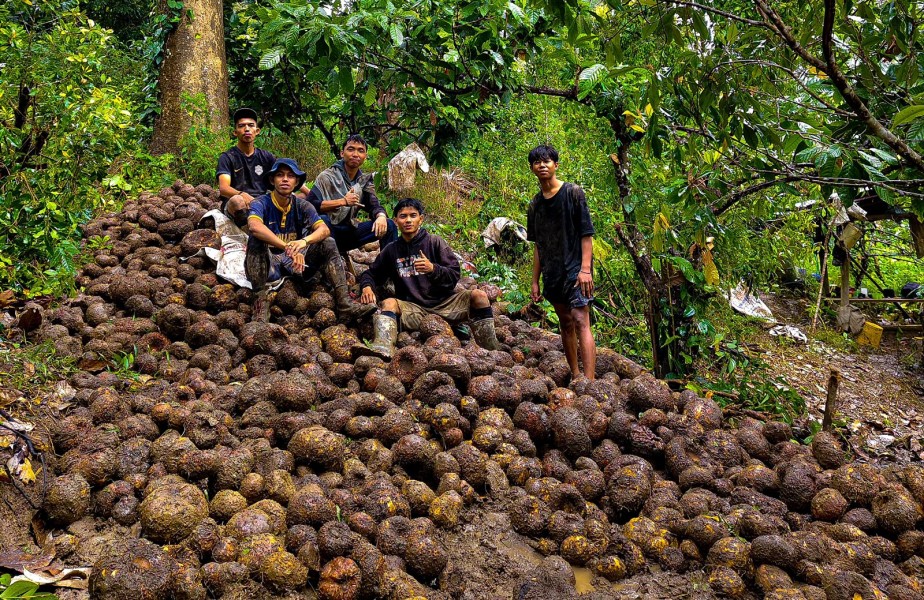 Petani Muda Sinjai Optimis Pabrik Porang Jadi Solusi Cerah