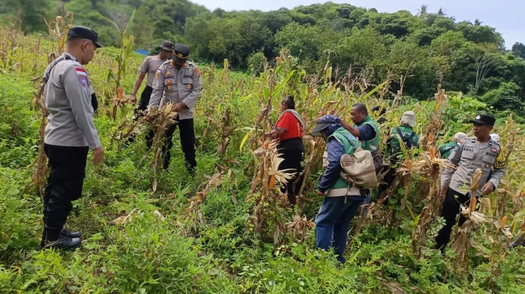 Petani Desa Embundoa Dan Polri Panen 72 Ton Jagung Program Kapolda
