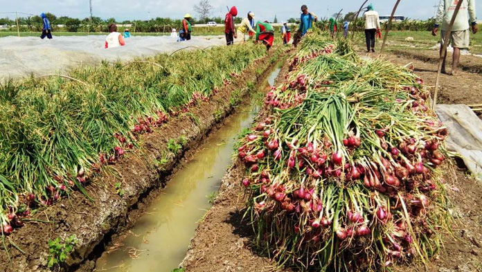 Petani Palu Hasilkan 2 Ton Bawang Goreng