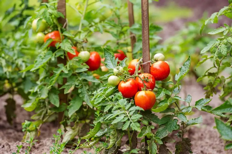 Petani Tomat dan Cabai Berjuang Hadapi Pasokan Melimpah