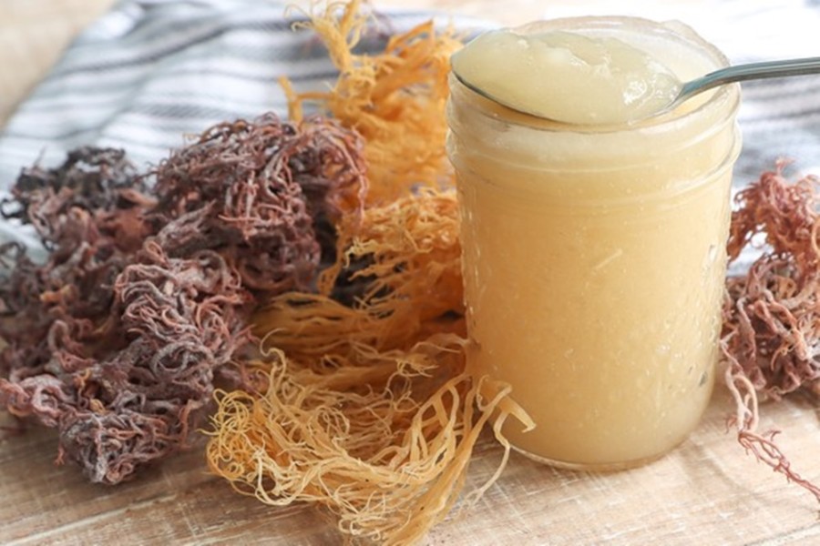 Sea Moss Kian Populer, Ini Manfaatnya bagi Tubuh Anda
