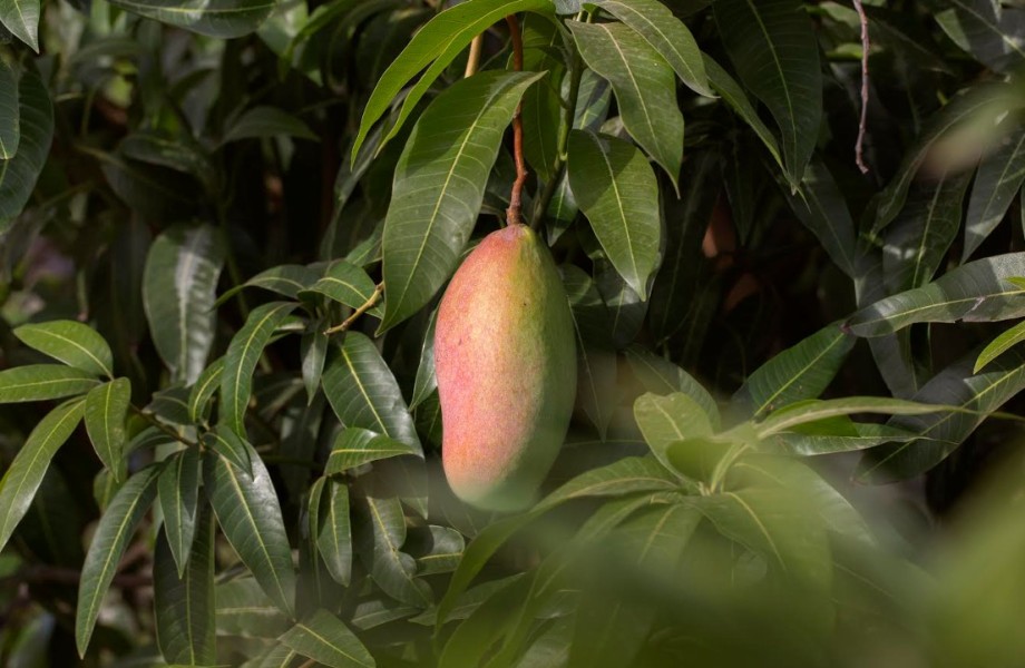 Manfaat Daun Mangga sebagai Obat Alami untuk Menjaga Kesehatan Tubuh