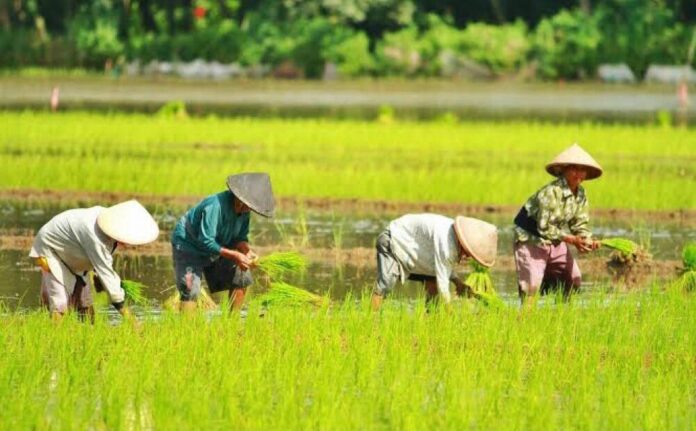 Petani Enggan Ikut Asuransi