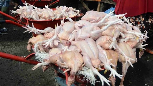 Harga Sembako Jawa Timur Sabtu, 11 Oktober 2025, Daging Ayam Kampung Turun