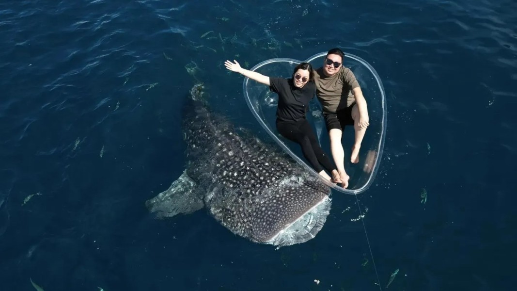 Destinasi Wisata Hiu Tutul Terpopuler di Indonesia Waktu Kunjungan Terbaik