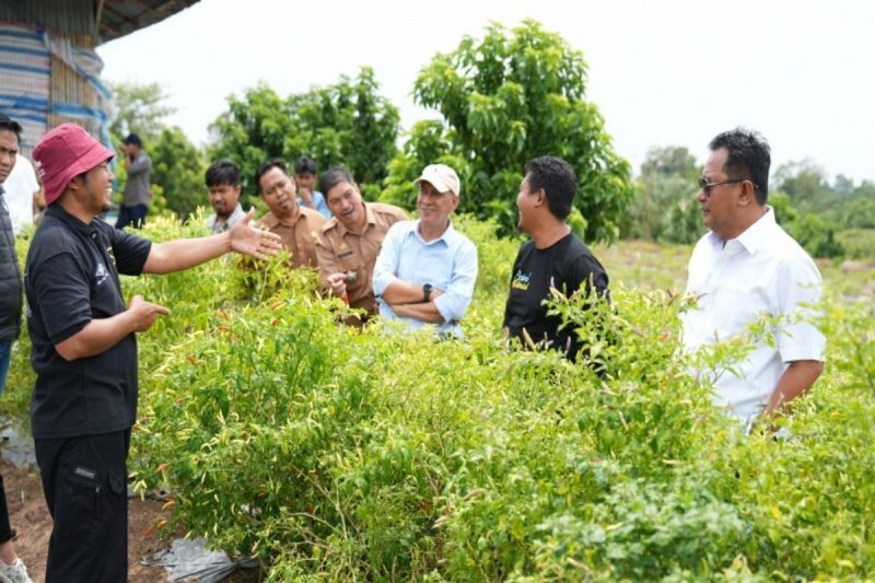 Pemprov Sulbar Selangkah Lebih Dekat Mengembangkan Industri UMKM Cabai, Peluang Ekonomi yang Menjanjikan
