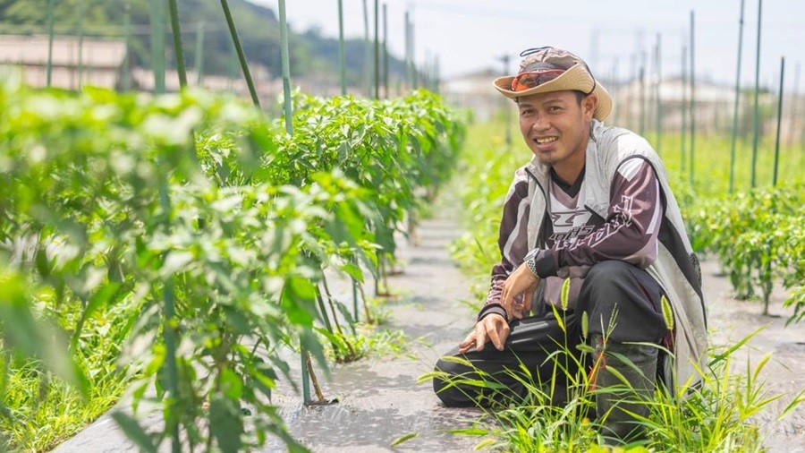Petani Indonesia Sukses Bertani di Jepang