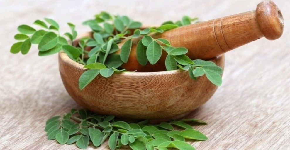 Manfaat Daun Kelor untuk Kesehatan: Dari Wedang Herbal hingga Cookie Anak Bergizi