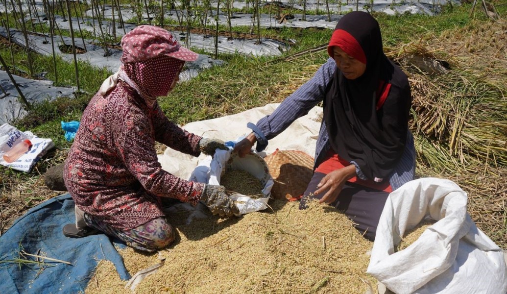 Petani Rasakan Kenaikan NTP Nasional Disertai Harga Beras Premium Naik