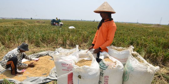 Petani di Kediri Lebih Memilih Menjual Gabah ke Pemborong: Respons Kepala Cabang Bulog