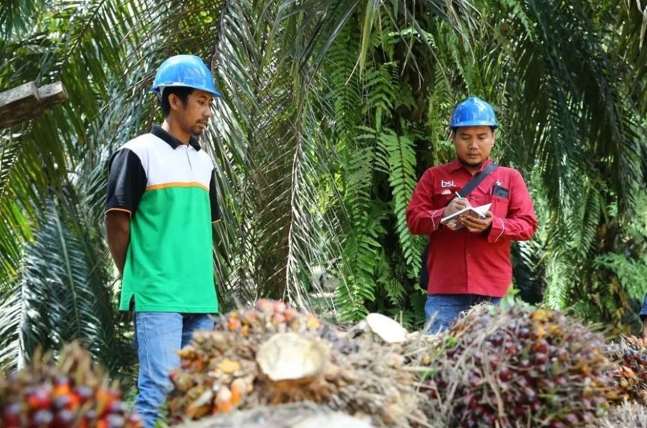 Petani Sawit Apresiasi Kinerja PalmCo, Usulkan Bursa CPO Indonesia Segera