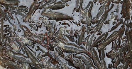 Apindo Desak Penanganan Serius Temuan Radioaktif pada Udang RI